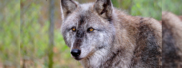 Planning for guests in Naples - Gulf Shore Association of Condominiums