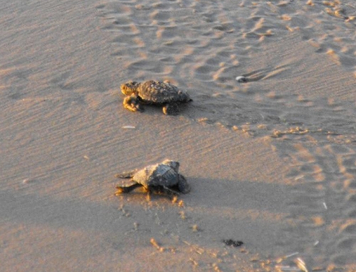 2026 Sea Turtle Watch
