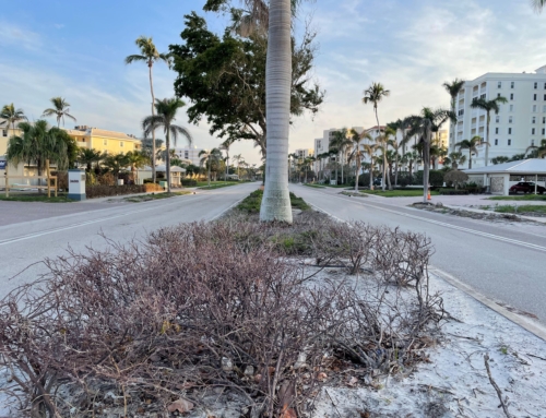 GSBN Median Landscaping Repair and Replanting