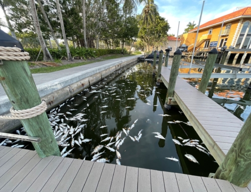 Thousands of Dead Fish Cleared from Bays