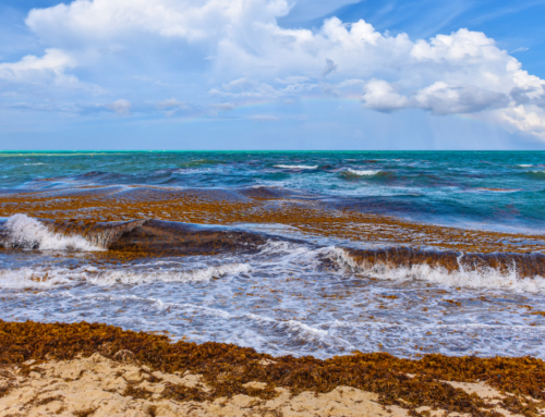Siege of the Sargassum