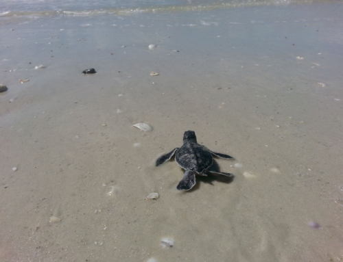 Nests Up, Hatchlings Out