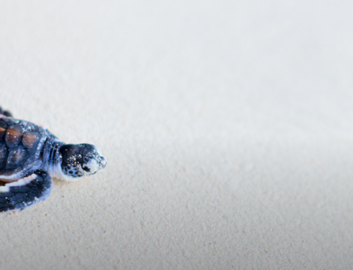 Make Way for Turtles