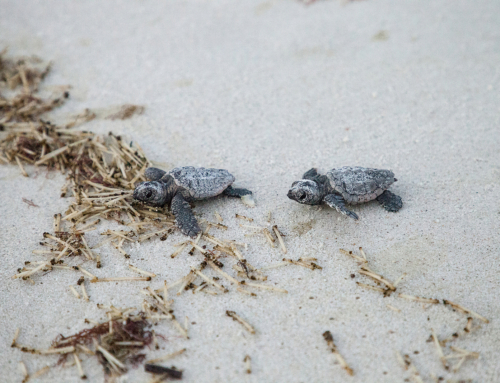 2025 Sea Turtle Watch